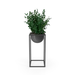 house-showpiece-plant